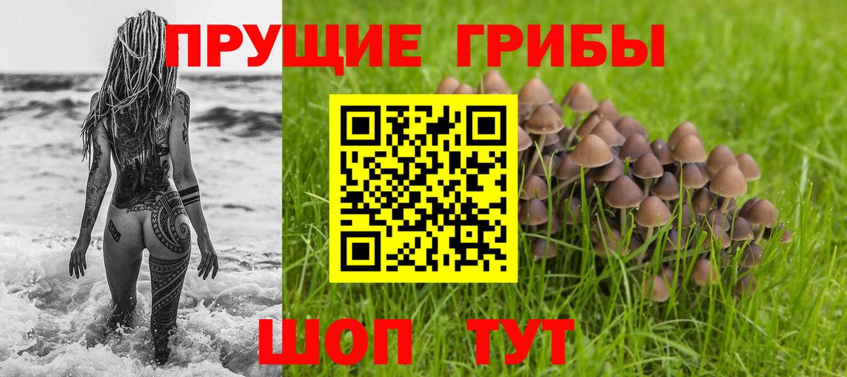 Галлюциногенные грибы Psilocybe Красноармейск